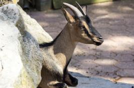 Tierpark Bochum 18.07.2015
