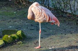 Tierpark Hamm 29.12.2015