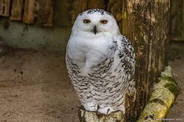 Tierpark Hamm 29.12.2015