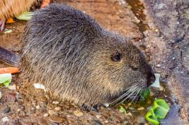 Tierpark Hamm 29.12.2015