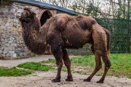 Tierpark Hamm 29.12.2015