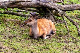 Wildpark Willingen 10.06.2020