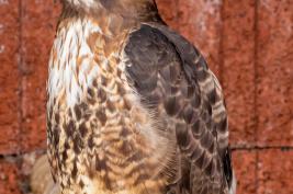 Wildpark Willingen 10.06.2020