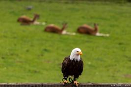 Wild Freizeitpark Willingen 10.06.2020