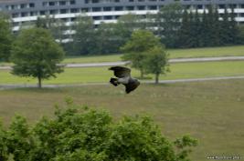 Wildpark Willingen 10.06.2020