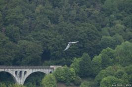 Wild Freizeitpark Willingen 10.06.2020