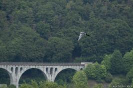 Wild Freizeitpark Willingen 10.06.2020