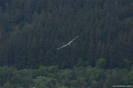 Wildpark Willingen 10.06.2020