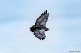 Wildpark Willingen 10.06.2020